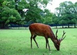 Nara 奈良