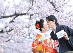 sakura scene in Fukuoka