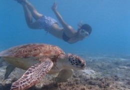 okinawa seaturtle