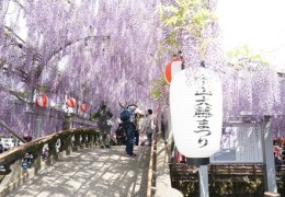 Nakayama fuji flower festival - Yanagawa city, Fukuoka