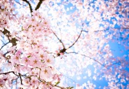 cherry blossom in Kyoto