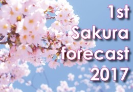 the most beautiful season in Japan