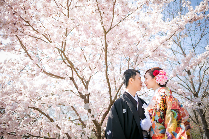 Sakura in Kyoto botanical garden