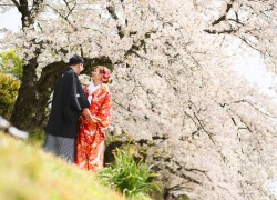 Cherry blossom season