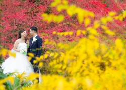 Yellow and red leaves