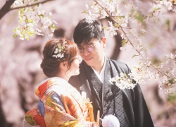 Fully cherry blossom